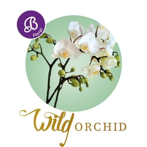 Wild Orchid